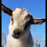 CameronFarms