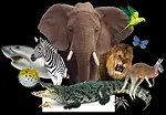 Animal Approach