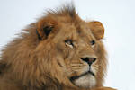 Solid Lion