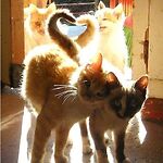 Cat Tales