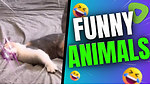 Funny epic animal videos