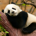 NS Lazy Panda