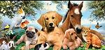 Petsintheworld22