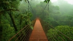 The Mystical Rain Forest