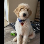 Napoleon the Doodleboy