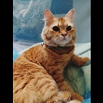 Comedy dogs and cats