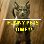 FunnyPetsTime