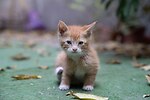 kittens are cute