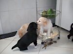 ANIMALS OF THE WORLD