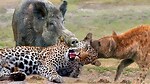 The Wild Animals