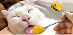 funnyanimalss