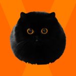 DomoCat & Co.