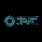 Animal funny moments