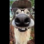 Funny Animal