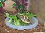 Tordy The Tortoise