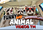 FunnyAnimalsVideosTM