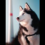 Dogs Training Videos