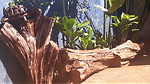 Jardim de Louvores-Baseado nas Escrituras