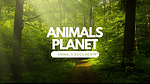 Animals world