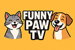 Daily Funny Animals & Epic Fails