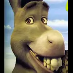 funny animals