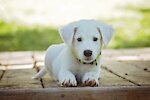 Pet Lover