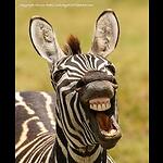 animal videos
