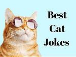 Catjokes