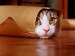 Funniest Animals 2023  Funny Dogs and Cats Videos