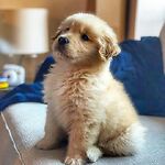 Pets lover in the world