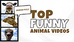 Funny animals video