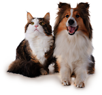 Pets Video Shorts