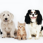 Aww animals Cute Cats & Cute Dogs Funny Videos 😍