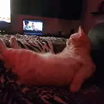 Liv da Cat Gangsta Live