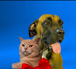 Kittenindog