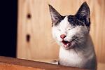 funny animals vedios