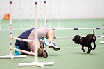 Andy's Dog Agility Channel