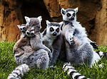 CutestAnimals123