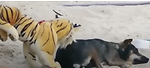 Funny Prank with animal