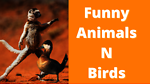 Funny Animals N Birds