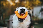 Crazy Funny Animals Dogs Cats and More