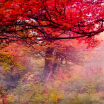 JAPAN TREE