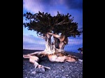 Bristlecone Pine Teaching