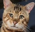 Clawhauser, The Curious Bengal