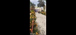 Enjoy