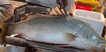Fish Cutting & মৎস্য মেলা