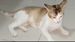Every Day Bangal Cats Behaviour
