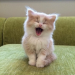 Funny Moments pets.