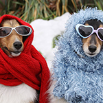 The Pet Comedy Show: Laughs on Four Legs!