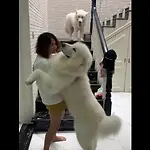 Funny Dog Videos to Brighten